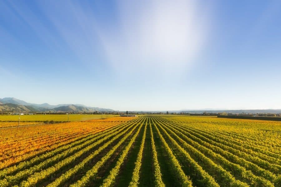 Nelson wine country